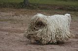 KOMONDOR 104